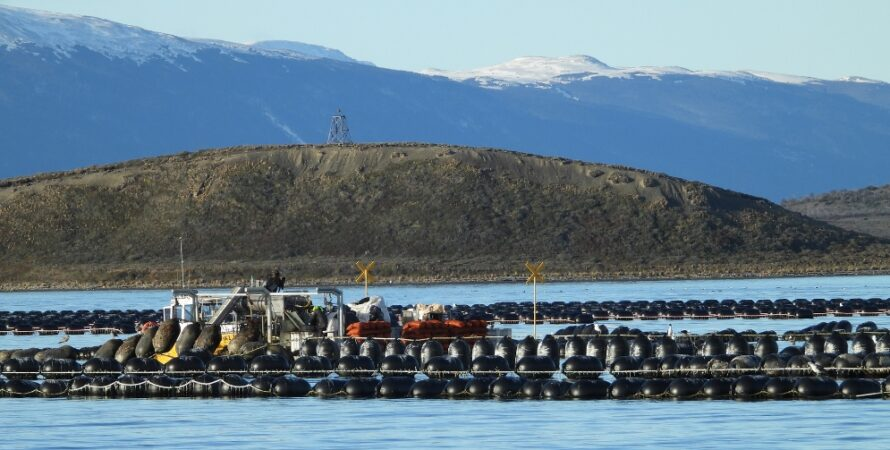 CONICET estudia canal Beagle para cultivar mejillones